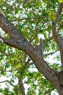 A well camouflaged bird with juvenile sits high in a tree with green foliage all around, giant day
