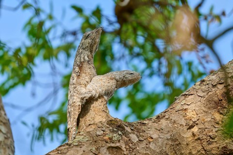 Bird with juvenile sitting on a branch and camouflaged by the bark, surrounded by foliage, giant
