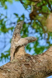 Bird with young bird on a tree branch, seemingly invisible due to its camouflage, under sunlight,