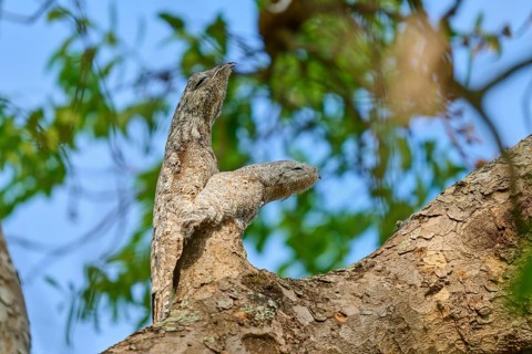 Well camouflaged bird with juvenile on a tree, their colours blend in with the bark and leafy