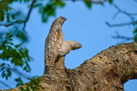 Bird with juvenile camouflaged on a branch with blue sky in the background, surrounded by leaves,