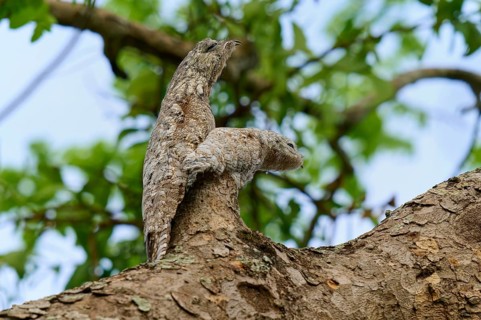 Bird with young bird perfectly camouflaged on a tree in front of a clear sky, giant day dormouse