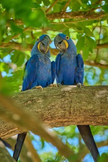 Two Hyacinth Macaws interacting on a branch, surrounded by vivid green leaves, Hyacinth Macaw