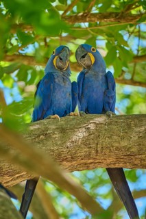 Two blue parrots sitting on a branch in a tropical environment full of green leaves, Hyacinth Macaw