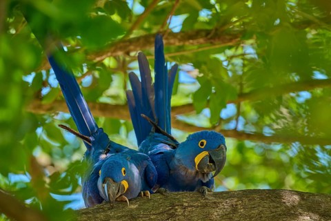 Two peaceful Hyacinth Macaws on a branch, surrounded by fresh green foliage in a tropical