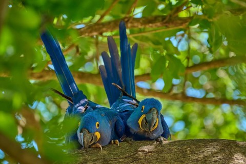 Two Hyacinth Macaws on a tree branch, embedded in a natural, green environment, Hyacinth Macaw