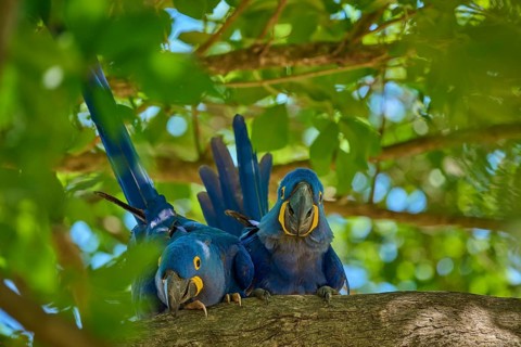 Two Hyacinth Macaws enjoying the surroundings on a tree branch, surrounded by green canopy,