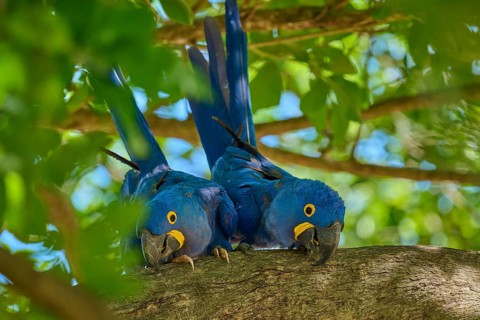 Two blue hyacinth macaws sitting on a branch, surrounded by green nature and bright sunlight,