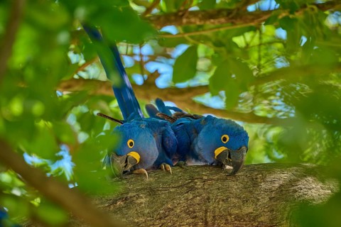Two Hyacinth Macaws resting close together on a branch, Hyacinth Macaw (Anodorhynchus