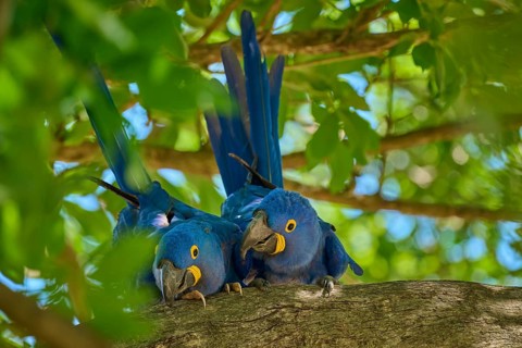Two Hyacinth Macaws on a tree branch, surrounded by green foliage and tropical atmosphere, Hyacinth