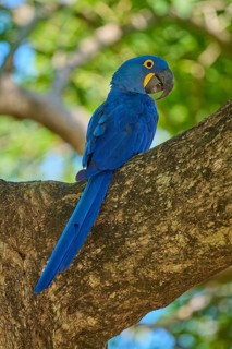 A single Hyacinth Macaw observing the surroundings from a tree branch, Hyacinth Macaw