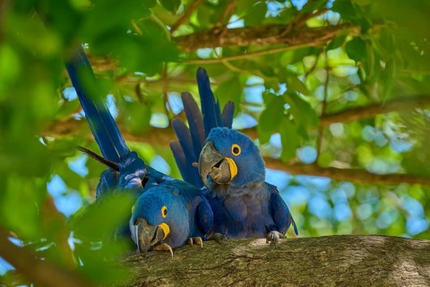 Two relaxed Hyacinth Macaws resting on a branch, surrounded by light-coloured foliage and blue,