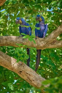 Two Hyacinth Macaws sitting attentively on a tree branch, Hyacinth Macaw (Anodorhynchus