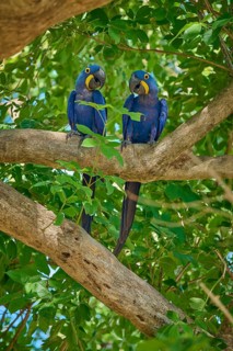Two Hyacinth Macaws showing affectionate behaviour on a tree, Hyacinth Macaw (Anodorhynchus