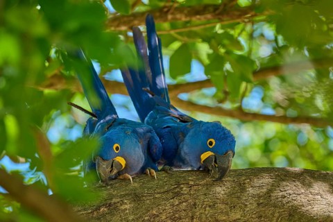 Two Hyacinth Macaws on a branch, surrounded by green leaves and bright daylight, Hyacinth Macaw