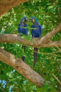 A pair of Hyacinth Macaws sitting close together on a branch, Hyacinth Macaw (Anodorhynchus