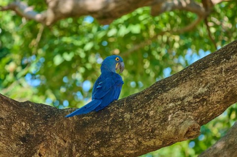 A blue hyacinth macaw sits patiently on a thick branch, Hyacinth Macaw (Anodorhynchus