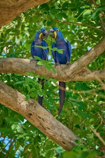 Two Hyacinth Macaws sitting on a tree and gently touching their beaks, Hyacinth Macaw