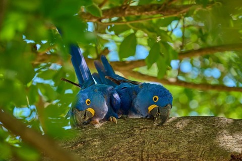 Two Hyacinth Macaws sitting next to each other on a branch, surrounded by sunlit leaves, Hyacinth