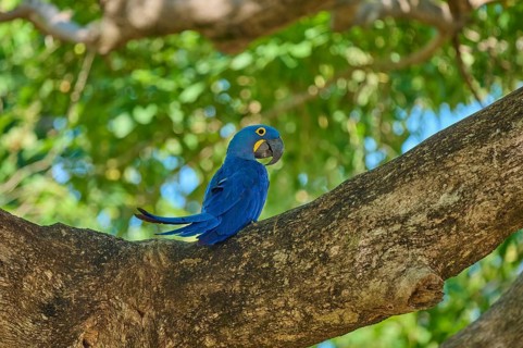 A Hyacinth Macaw sitting on a branch surrounded by light-coloured foliage, Hyacinth Macaw