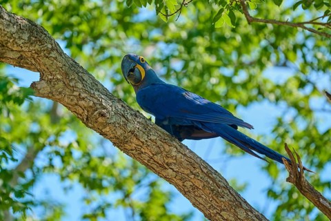 A blue macaw sits alone on a branch, in the background the vastness of the sky is visible through