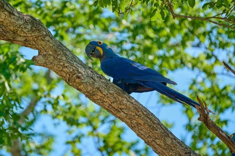 Blue Hyacinth Macaw sitting on a tree branch with sunny background, Hyacinth Macaw (Anodorhynchus