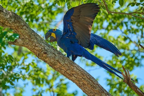 A blue macaw spreads its wings on a branch, embedded in a tropical environment, Hyacinth Macaw