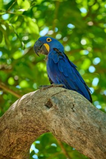 A macaw sits on a tree, surrounded by green leaves, in a tropical setting, Hyacinth Macaw