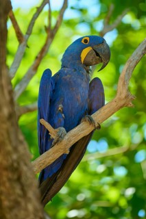 A blue macaw on a branch, surrounded by lush green leaves in a tropical environment, Hyacinth Macaw