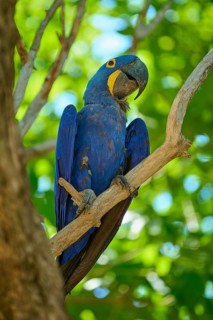 A blue macaw sits on a branch surrounded by dense green leaves in a tropical setting, Hyacinth