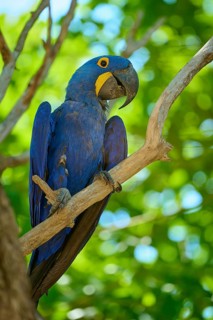 A blue macaw perched on a branch, surrounded by vivid green leaves, in a tropical setting, Hyacinth