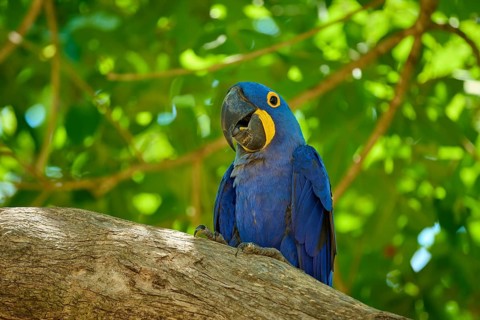 A blue macaw sits alone on a branch, surrounded by green leaves, in a tropical environment,