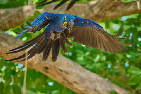 A Hyacinth Macaw flies dynamically through the canopy with outstretched wings, Hyacinth Macaw