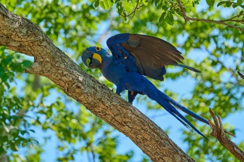 A blue macaw with spread wings on a branch, surrounded by tropical leaves, Hyacinth Macaw