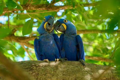 Two blue macaws sitting next to each other on a branch, surrounded by green leaves in a tropical