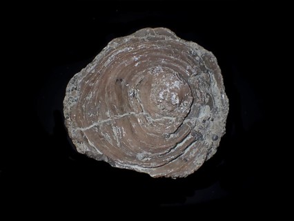 Fossil coral, petrification, Cunnolites sp., fossil, chalk, Santonium, Gosau layers, around 80