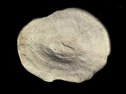 Fossil sponge, petrification, Porifera spee., fossil, campan, chalk, around 80 million years old,