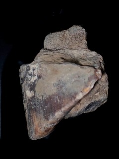 Fossil coral, petrification, chalceola sandalina, fossil, Devonian around 395 million years old,