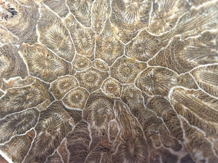Hexagonaria hexagona, polished, polyp, coral polyp, fossil coral, fossilization, Devonian, Middle