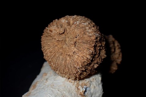 Fossil coral, petrification, Thecosmilia trichotoma., fossil, Malm, Jura, around 150 million years