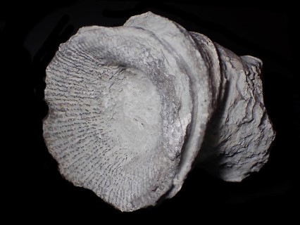 Fossil coral, petrification, cystiphyllum tenue, fossil, siluric around 430 million years old,