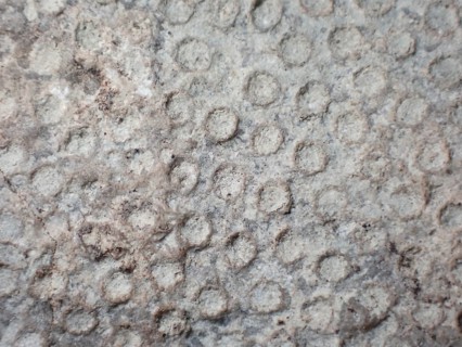 Fossil coral, petrification, Heliolites spec., fossil, Silurian about 430 million years old,