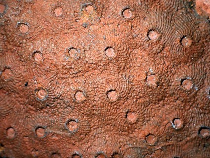 Fossil coral, petrification, Phillipsastrea cf. pineapple, fossil, Devonian around 360 million