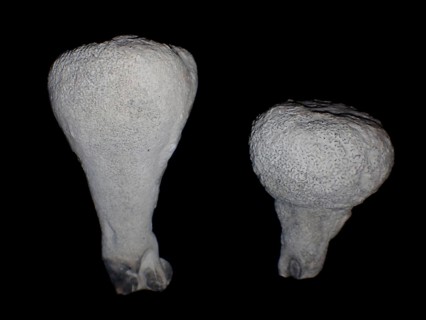 Fossil sponge, petrification, Porifera spec., fossil, campan, chalk, around 80 million years old,