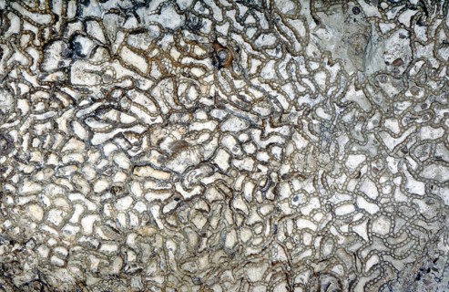 Fossil coral, petrification, Halysites spec., Silurian, around 430 million years old, Irevik,