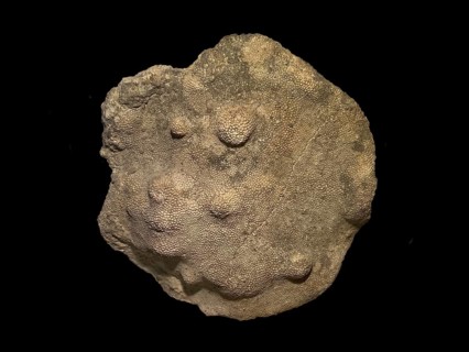 Fossil coral, petrification, Favorites spec., fossil, Silurian around 430 million years old,