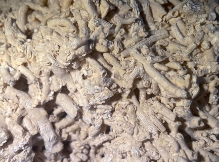 Fossil coral, petrification, Dendrophyllia candelabrum, fossil, Middle Dan, about 60 million years