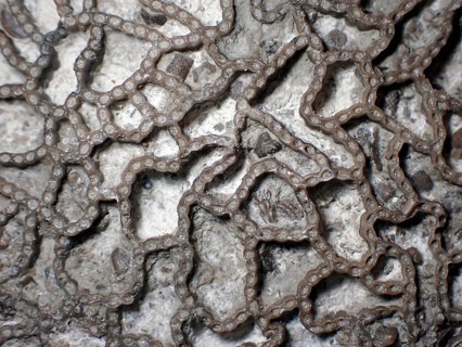 Fossil coral, petrification, Halysites Spec., Silurian, fossil, approximately 430 million years