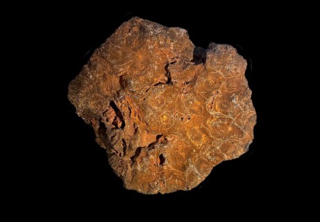 Hexagonaria hexagona, fossil coral, fossil, Devonian, Middle Devonian, approximately 395 million
