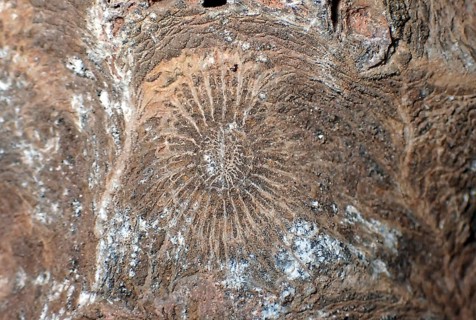 Hexagonaria hexagona, fossil coral, polyp, coral polyp, petrification, fossil, Devonian, Middle